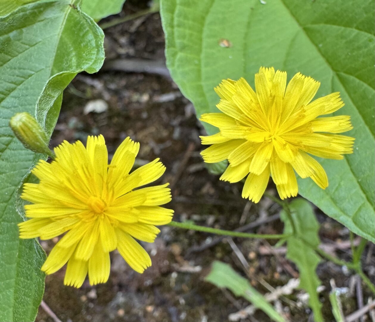 Zwei gelbe Blüten und eine Knospe
Foto vom 17.7.26