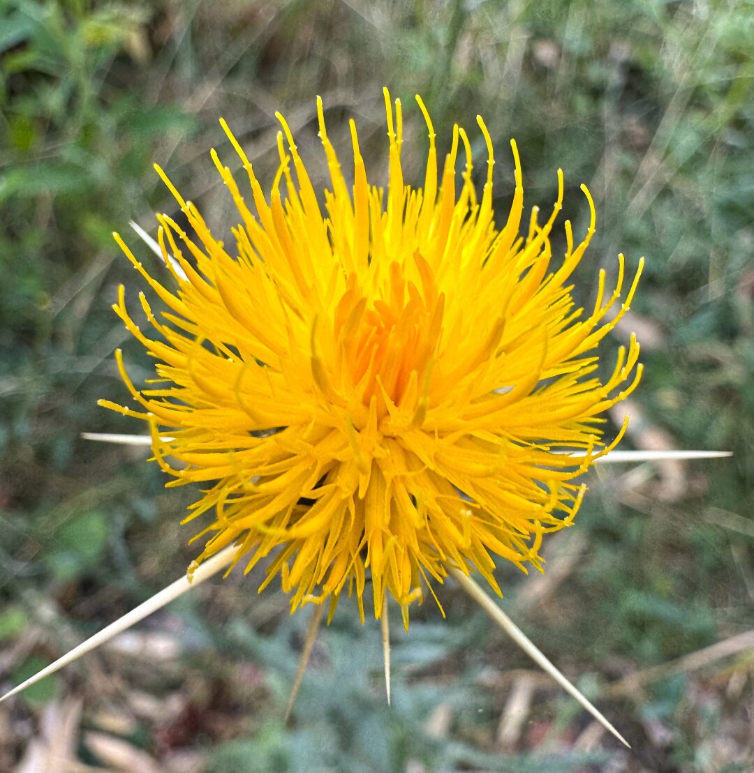 Eine gelbe Blume mit Stacheln unter der Blüte
Foto vom 25.6.26