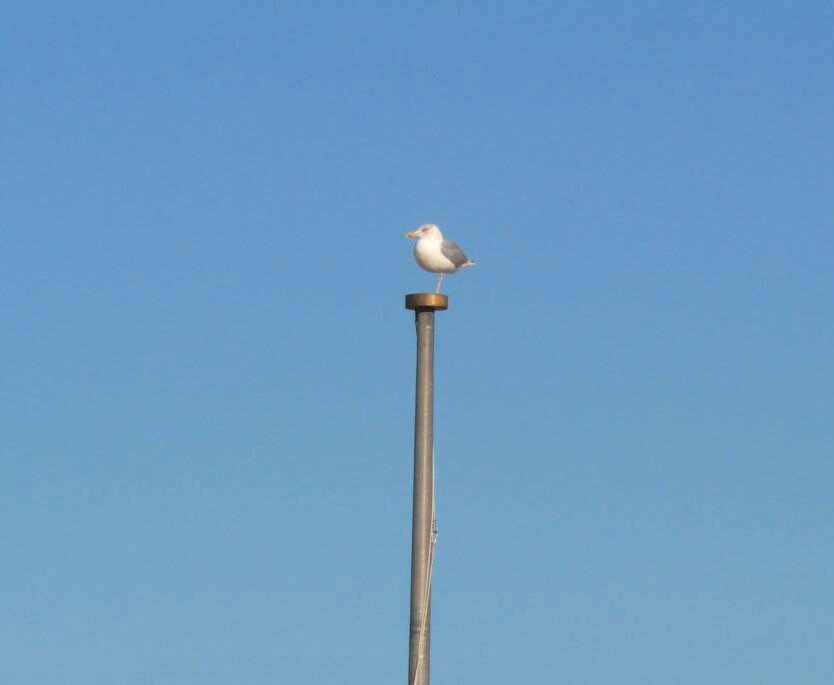 Eine Möwe sitzt auf der Spitze eines Fahnenmastes, strahlend blauer Himmel.