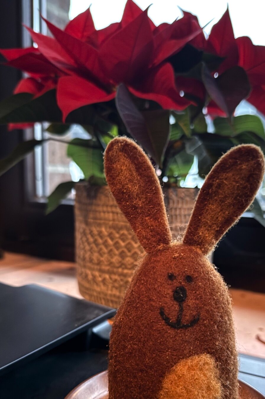 Ein brauner Osterhasen-Eierwärmer vor einem roten Weihnachtsstern, der auf der Fensterbank steht. Links sieht man Teile eines Druckers.