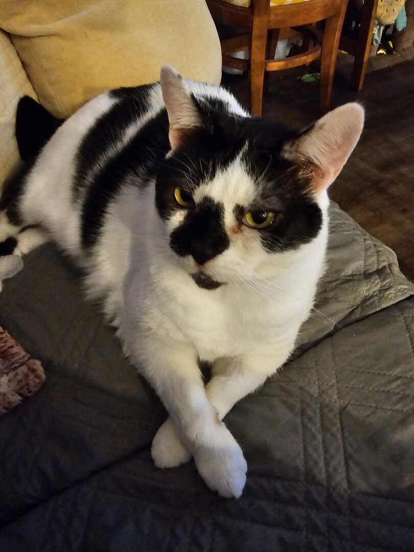 Black and white princess kitty sits with her paws crossed as she awaits the attention she's ordered. Twice, rather loudly...