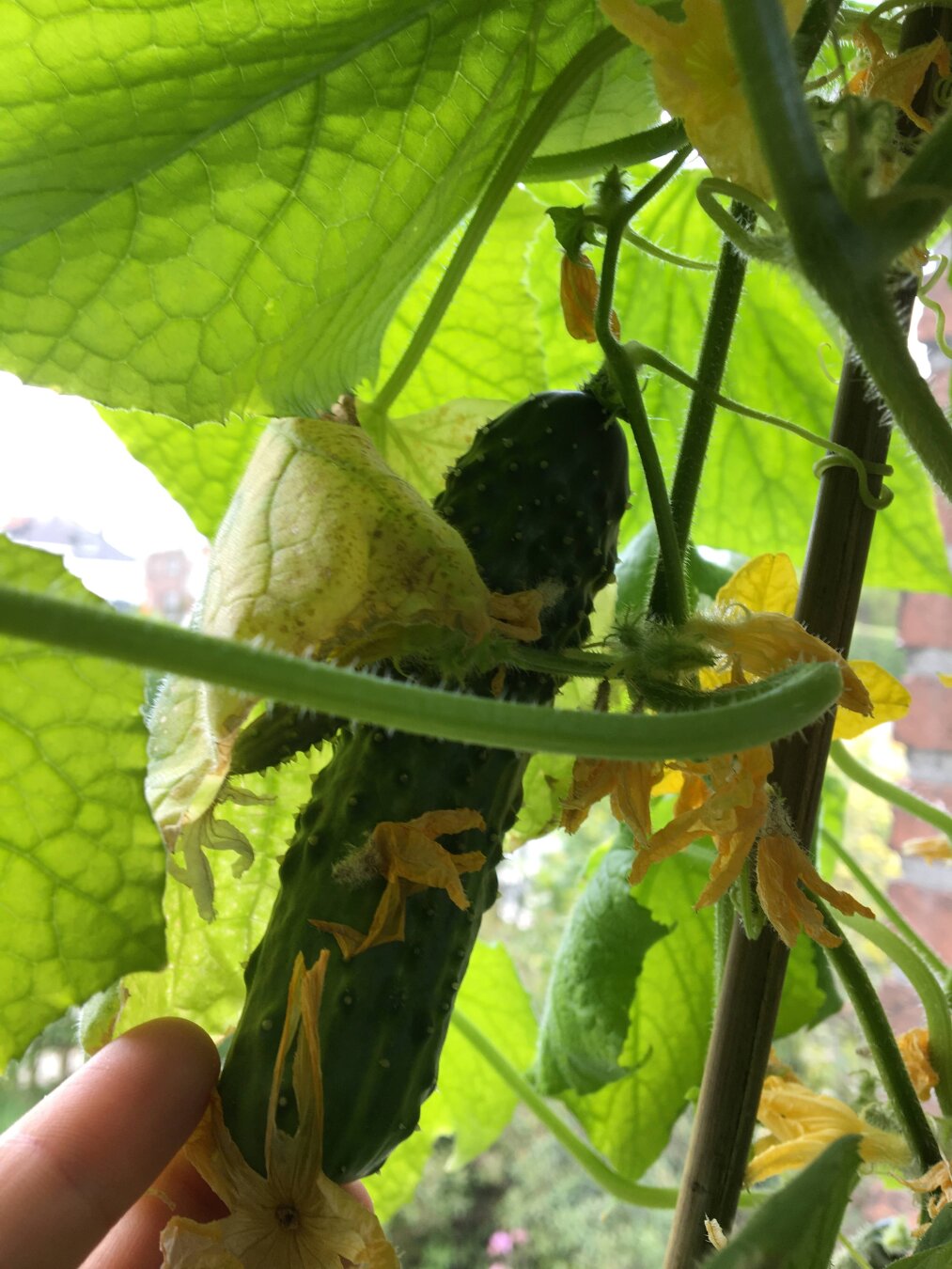 Cucumber still on the plant