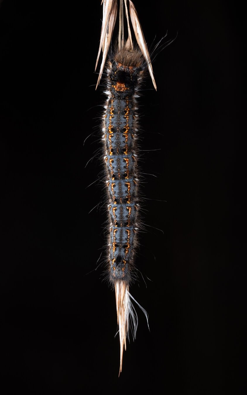 The drinker, Caterpillar, sitting on reed in the Netherlands.