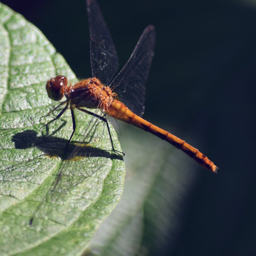 A photograph of a dragonfly on the edge of a leaf. It is positioned in the left half of the frame with its body facing left. The dragonfly is a reddish orange color. Its wings are spread and are transparent. Its eyes are a deep red and look smooth and glossy. Its back looks almost as if it is a hairy texture. Its tail is smooth with dark rings dividing its segments. The leaf is green and the shot is close enough that you can see its ridges and grooves. The texture is actually pretty cool. The rest of the shot is out of focus to put emphasis on the main subject.