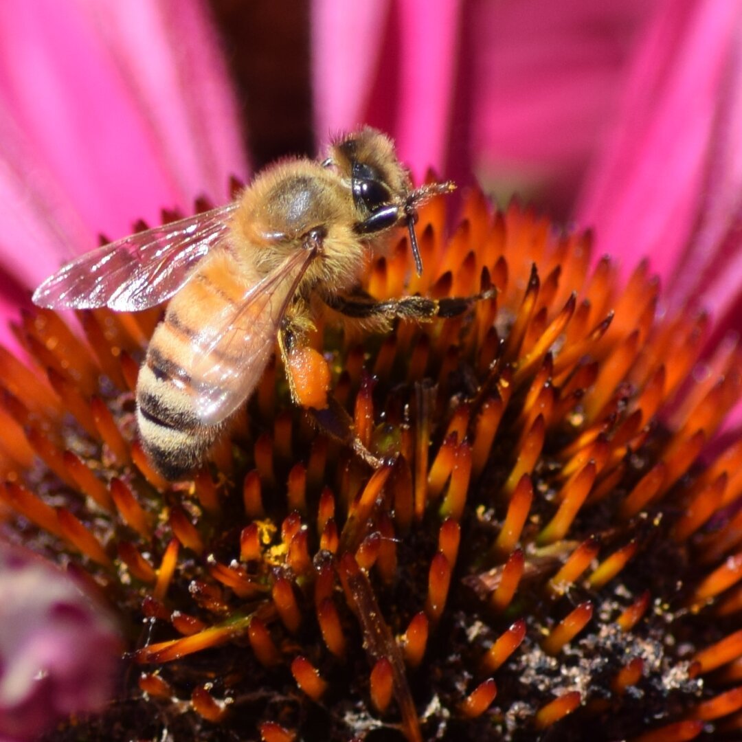 A closeup photograph of a bee on a flower. The center of the flower takes up the lower two thirds of the frame with the bee in the upper left side of it. The background is out of focus, but you can make out pink petals. The center of the flower is an orange color. The bee is seen from behind. Its wings are visible as well as its striped body and the fuzzy back of its head.