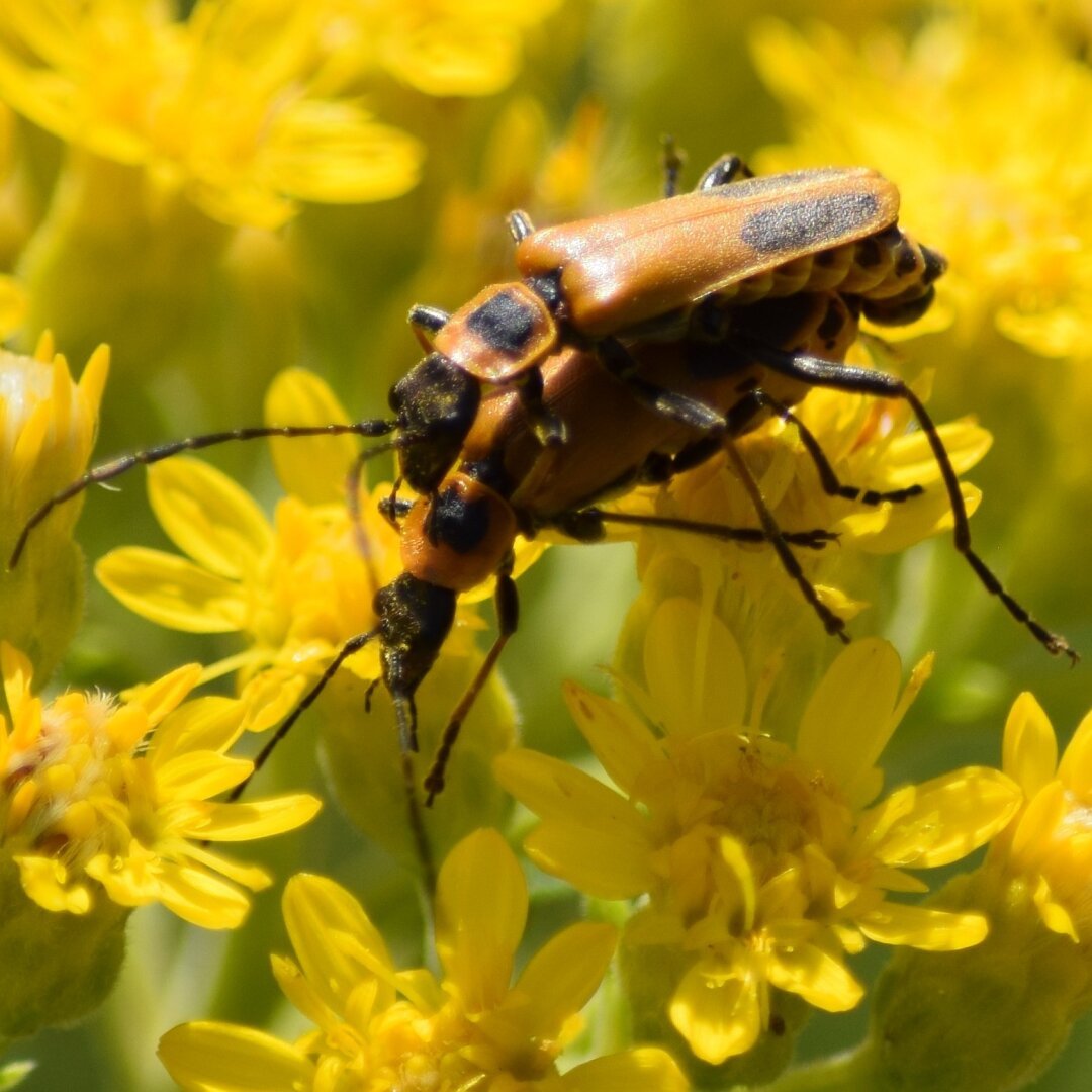 A photo of two bugs on top of a bunch of yellow flowers. I don't know what kind of bug they are, but they have long slender bodies with wings. The tail part of their bodies almost look like the body of a caterpillar. The bugs are yellow with a black head. There is a black spot on the middle section of the body and on the end of the wings. One of them is atop the other and they are copulating. It's all very PG though.