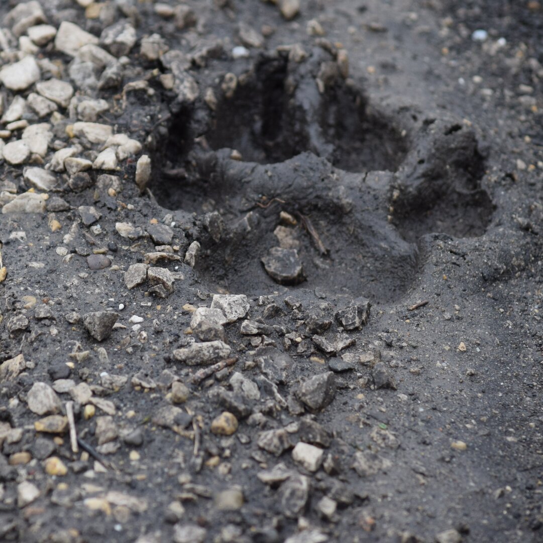 A photograph pf a large paw print in the mud. There are rocks scattered throughout the mud. The paw print is positioned in the top half of the frame.