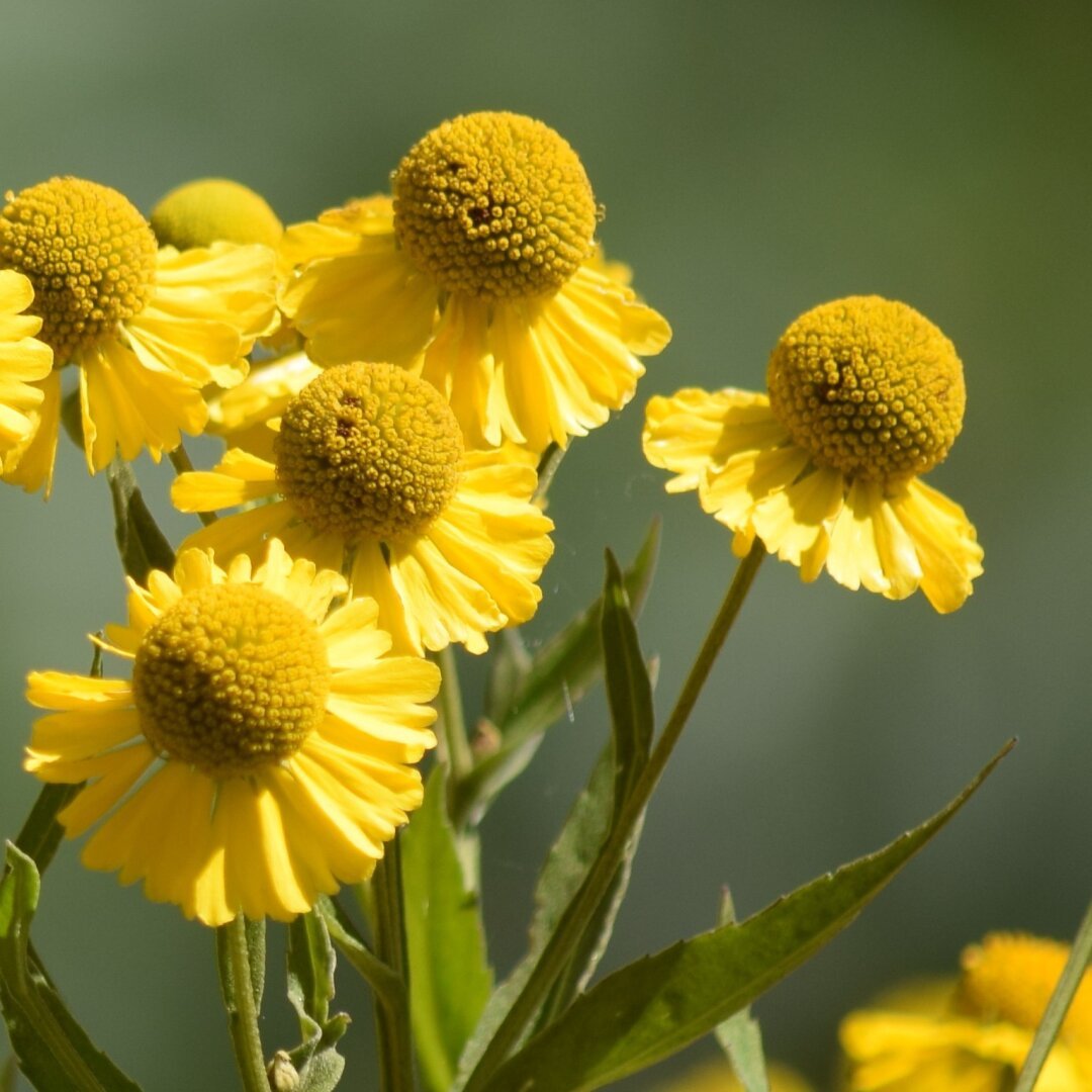 A photo of five yellow flowers. Honestly, they might be weeds and not flowers. I don't know the difference. They look nice even if they are weeds. The middle of the flowers are a round ball with a bunch of tiny yellow circles on them. The petals are positioned under the ball and are fairly short.