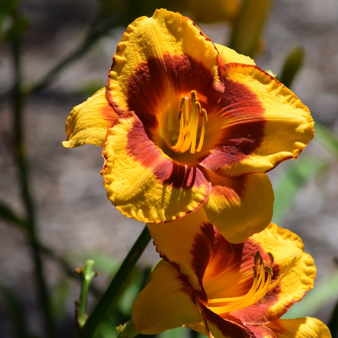 A photograph of two flowers. They are vibrantly colored. The ends of the petals are yellow and further in they become a reddish orange hue. The center is orange.