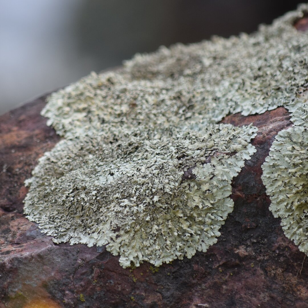 A photograph of lichen sitting atop a rock. The picture is close up so the lichen takes up most of the frame with some of the rock showing at the bottom. The lichen is a dull greenish hue and the texture looks almost spiky and dusty.