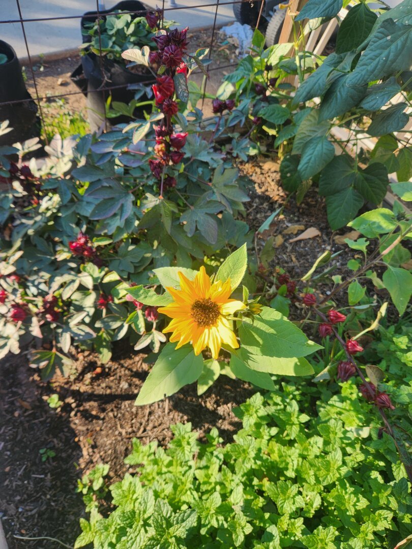 Sunflowers and Roselles just before they died back in November.