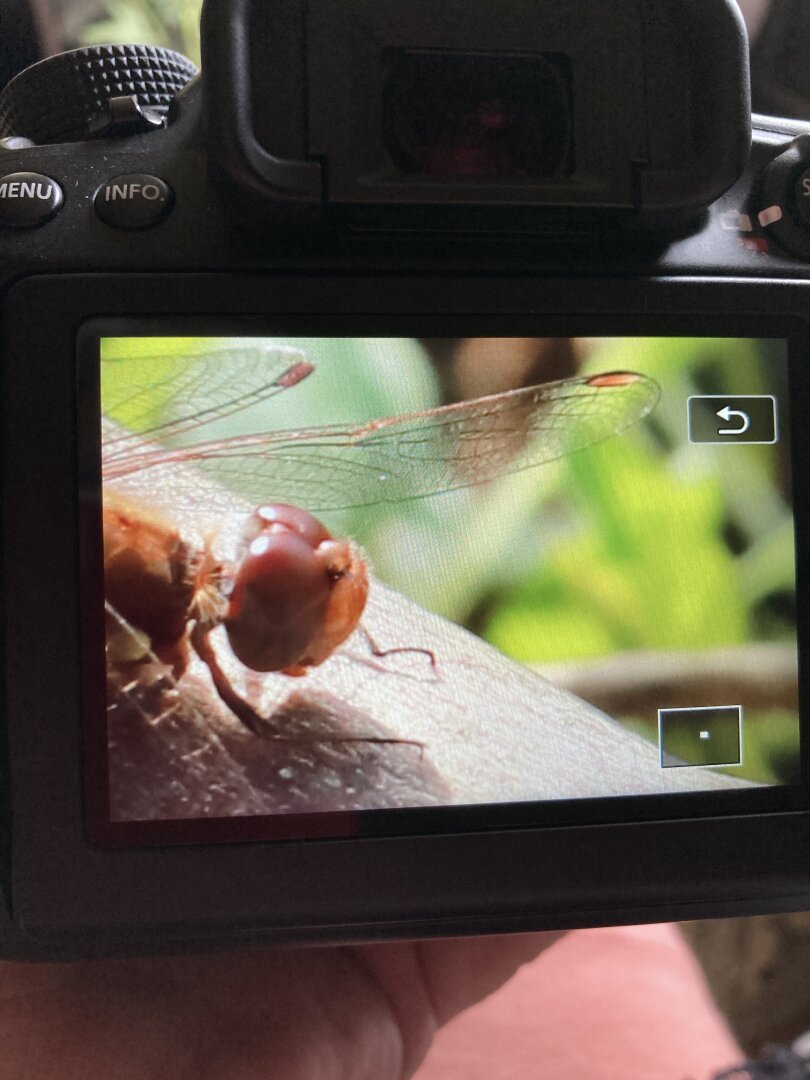 Dragonfly - libellule