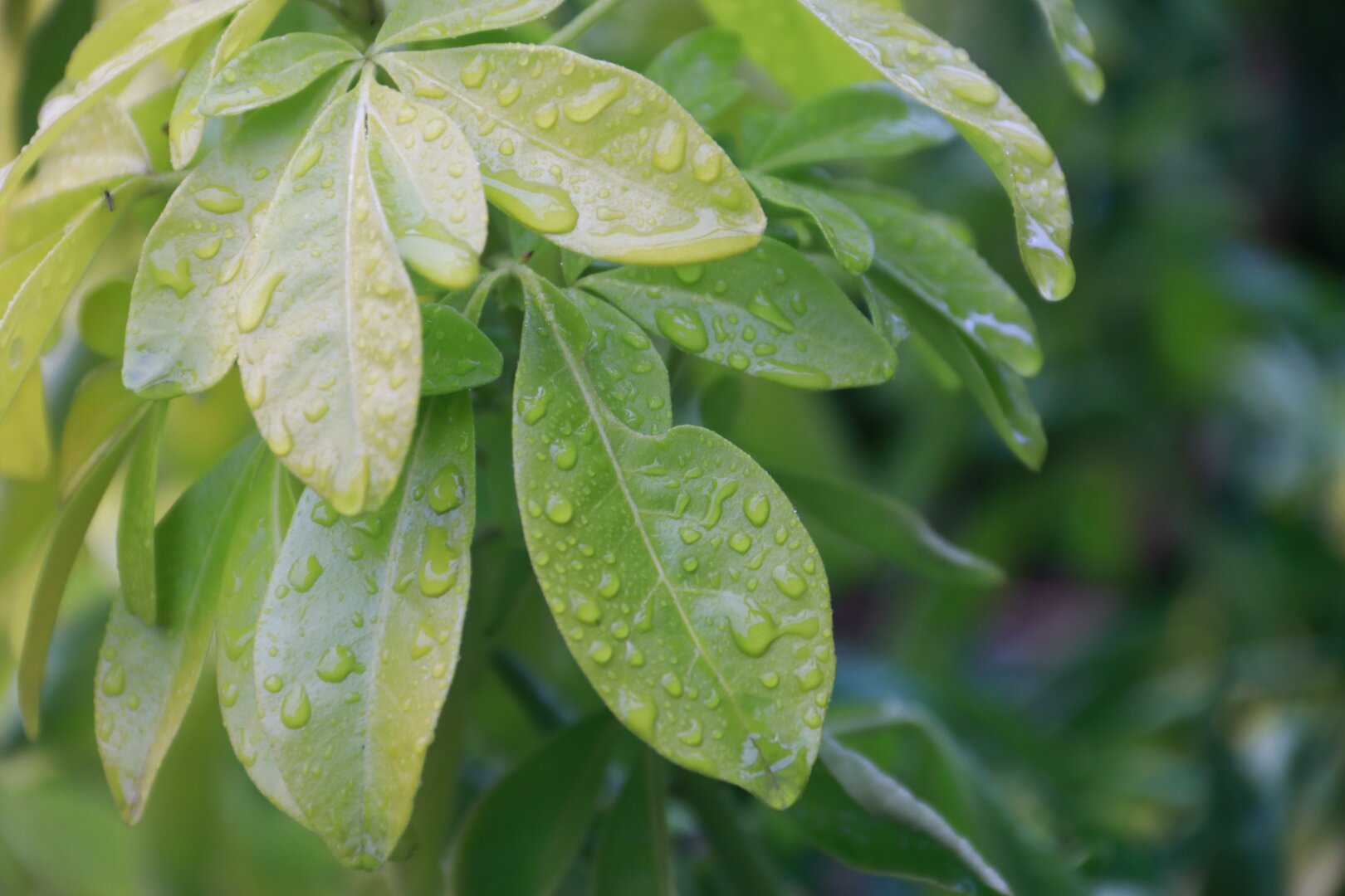 A rainy day in the garden