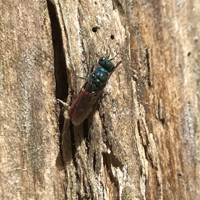 Cuckoo wasp - guêpe coucou