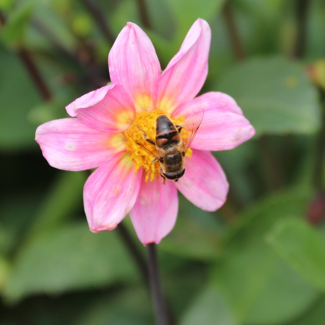 Bee