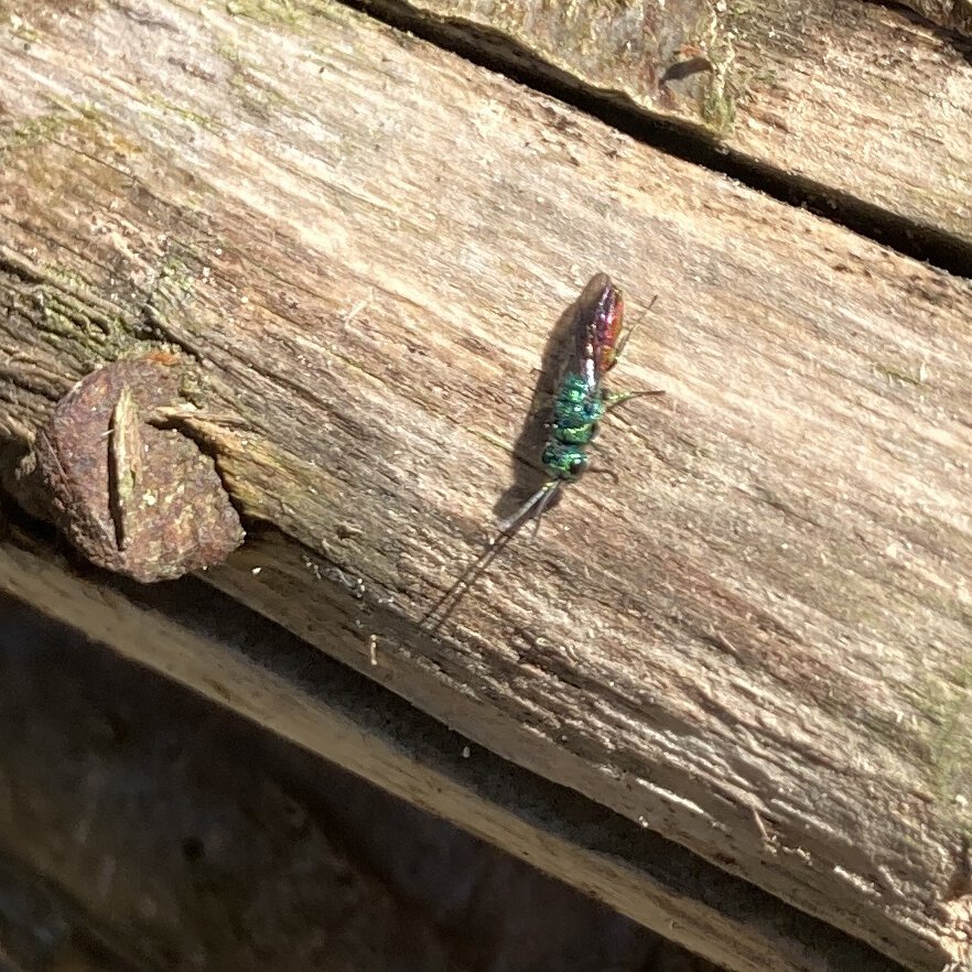 Cuckoo wasp or Jewel wasp - Guêpe coucou aussi appelée guêpe d’or