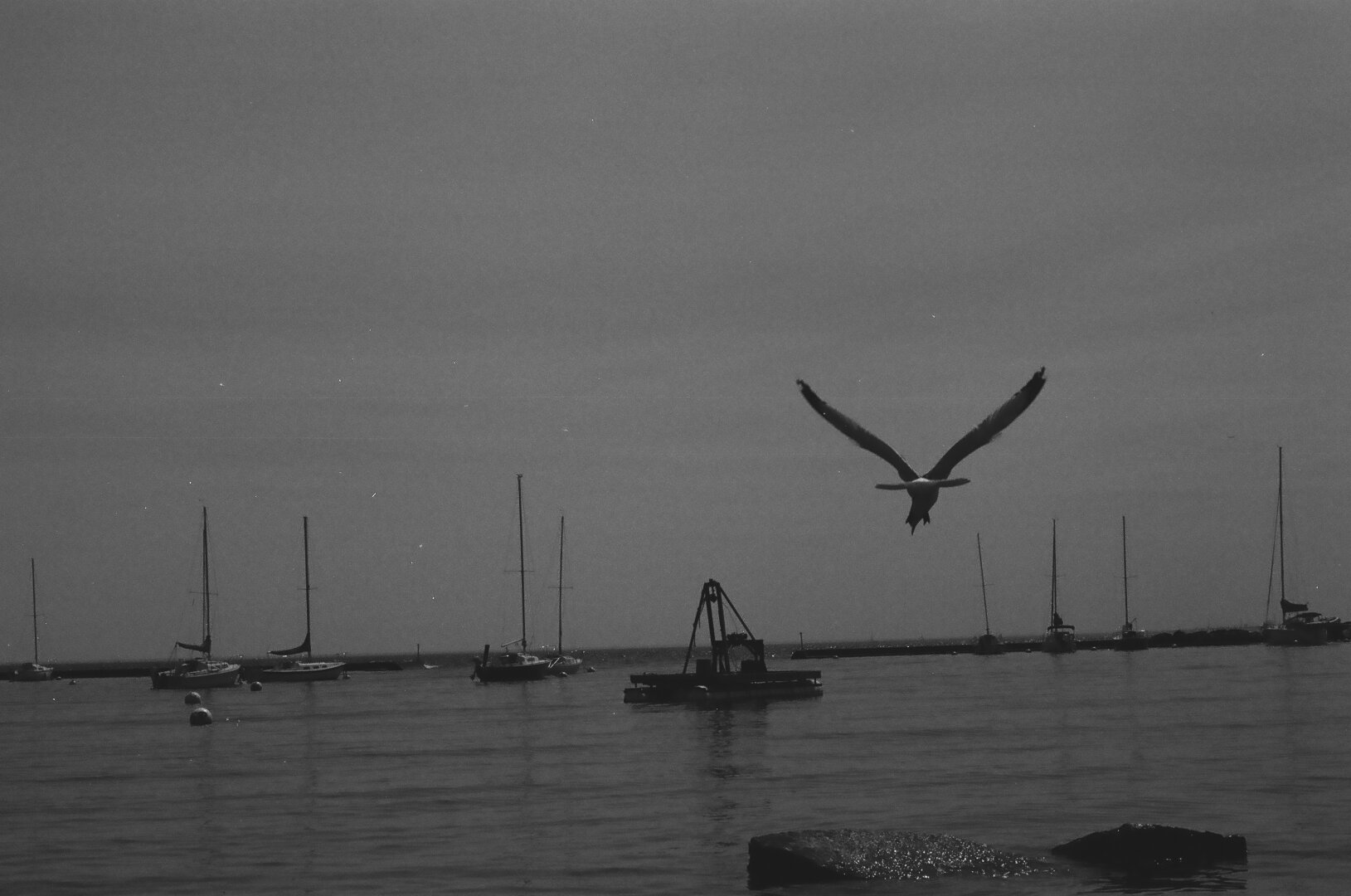 seagull. canon av-1 kentmere 400