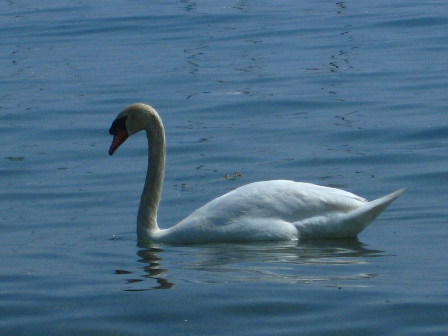 swan in the water