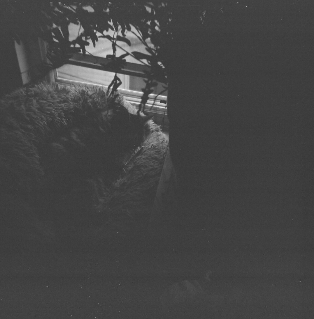georgia sleeping by the window. holga 120cfn kentmere 400