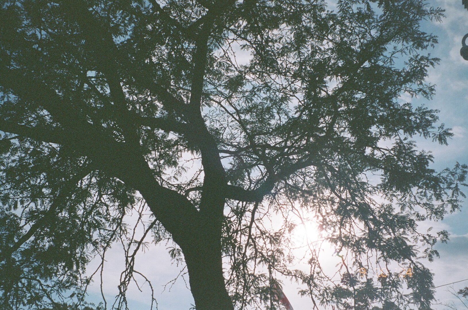 summer sky thru the trees