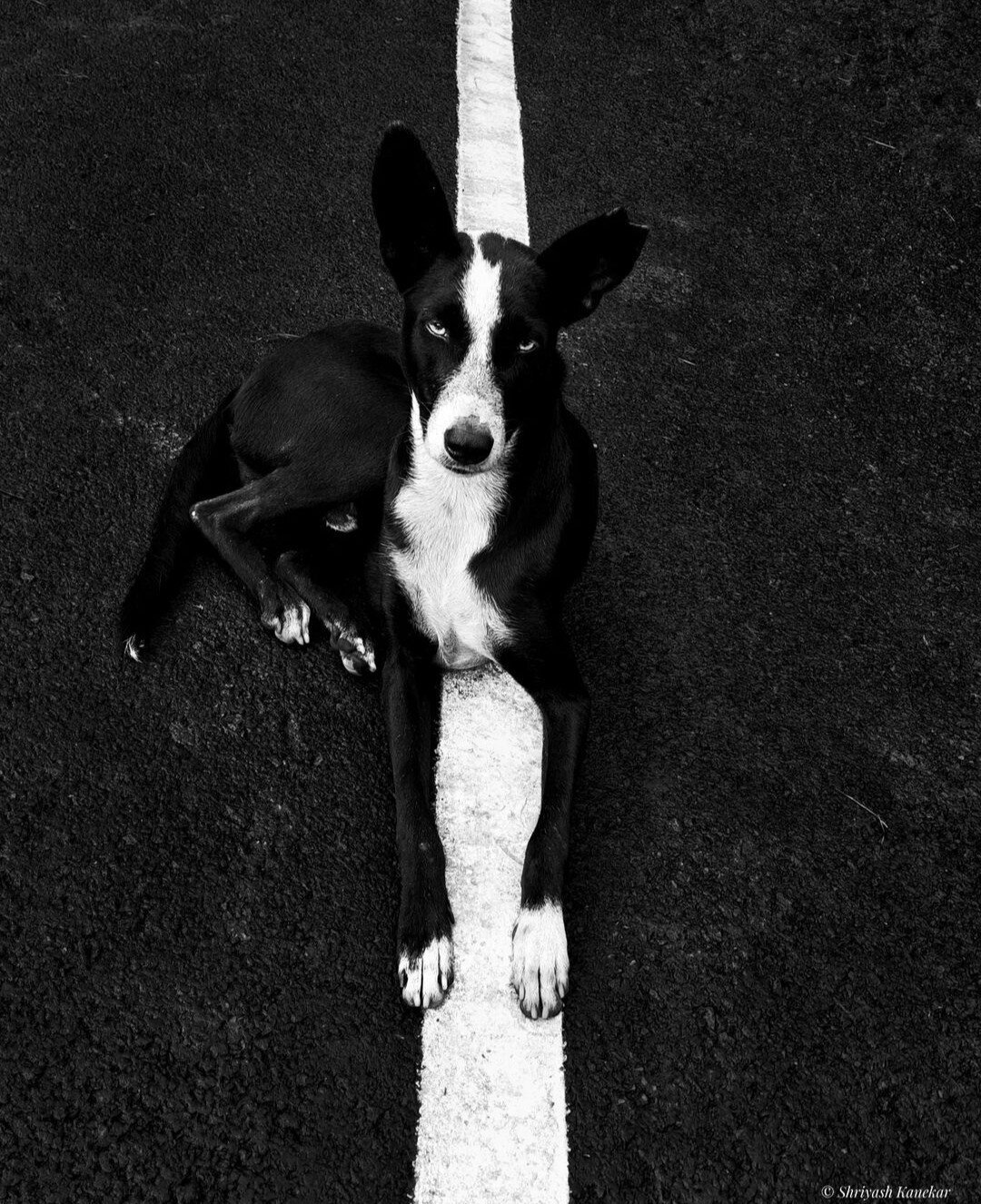 Photography. A black and white photo shot of a dog lying on the street. The black dog has a white area on his fur on the head and belly. He lies just so over a white line on the dark street that he merges with the surroundings to a 