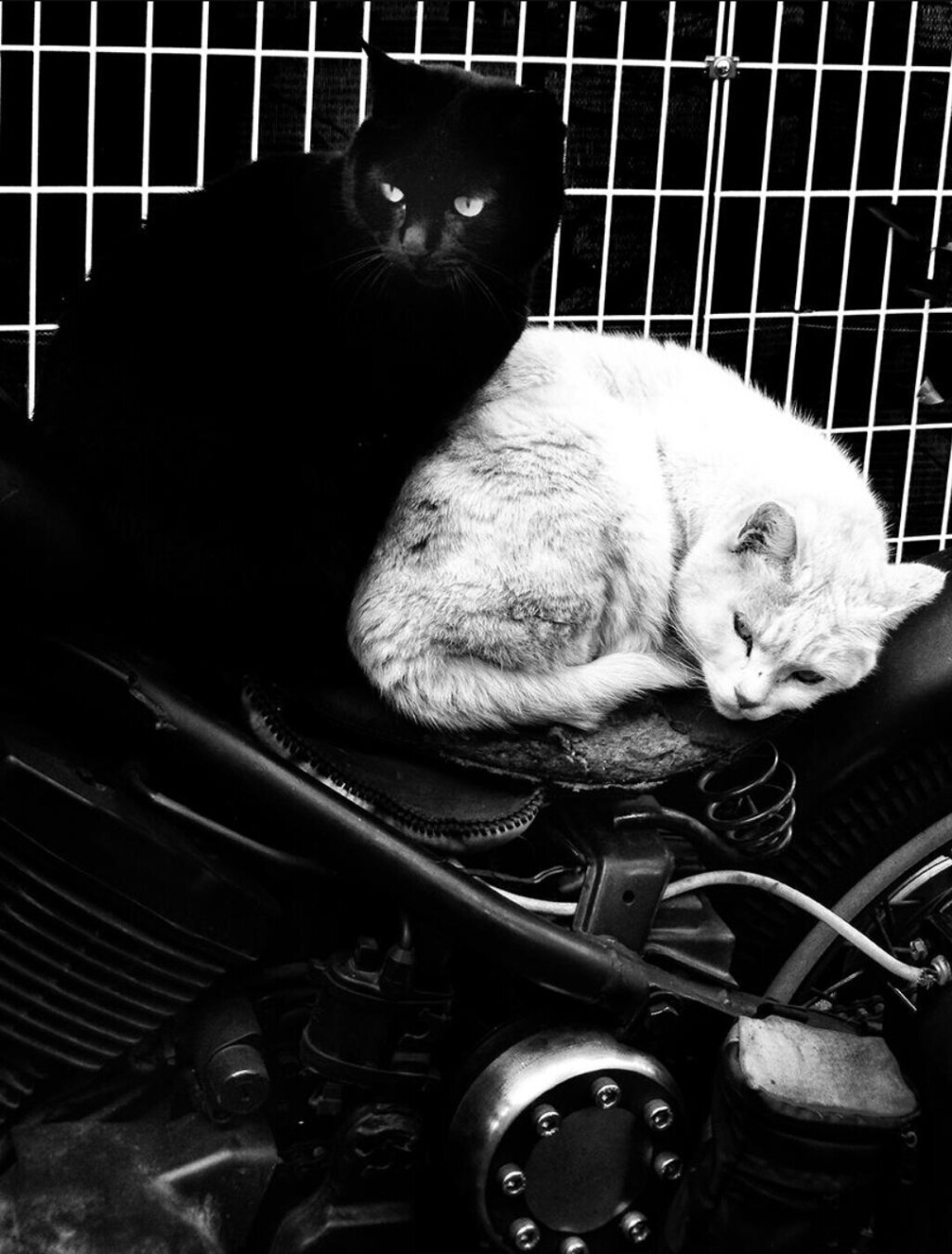 Photography. A black and white photo of two cats on a motorcycle. The white cat is lying a bit sleepy on it and behind it a black cat is squatting and looking around. A white grid serves as background.
Info: Daido Moriyama (born 1938) is one of the most important Japanese photographers of the second half of the 20th century. Mass media, advertising, social taboos or the theatricality of everyday life - Moriyama's themes cast a spell over you.