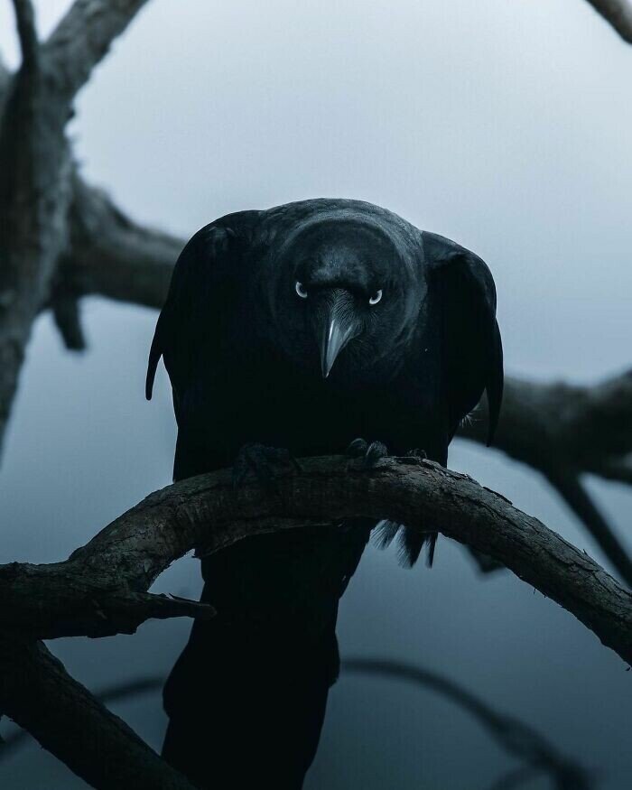 Photography. A dark close-up of a crow sitting on a branch and staring at us, with a very intense gaze. The background is a misty gray.