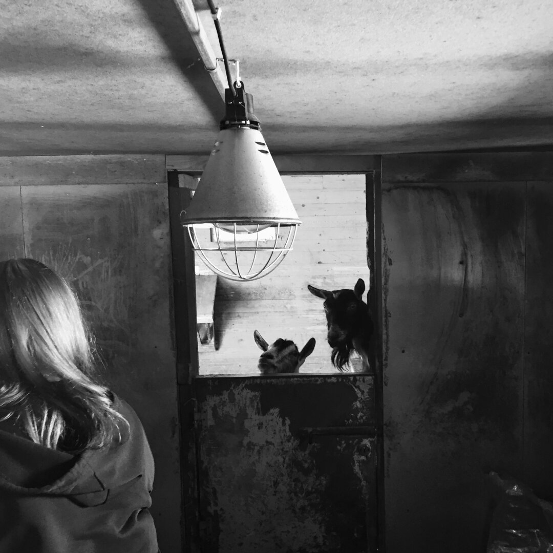 Woman looking at two goats in a barn. Only the goats’ heads are visible, silhouetted in a doorway.