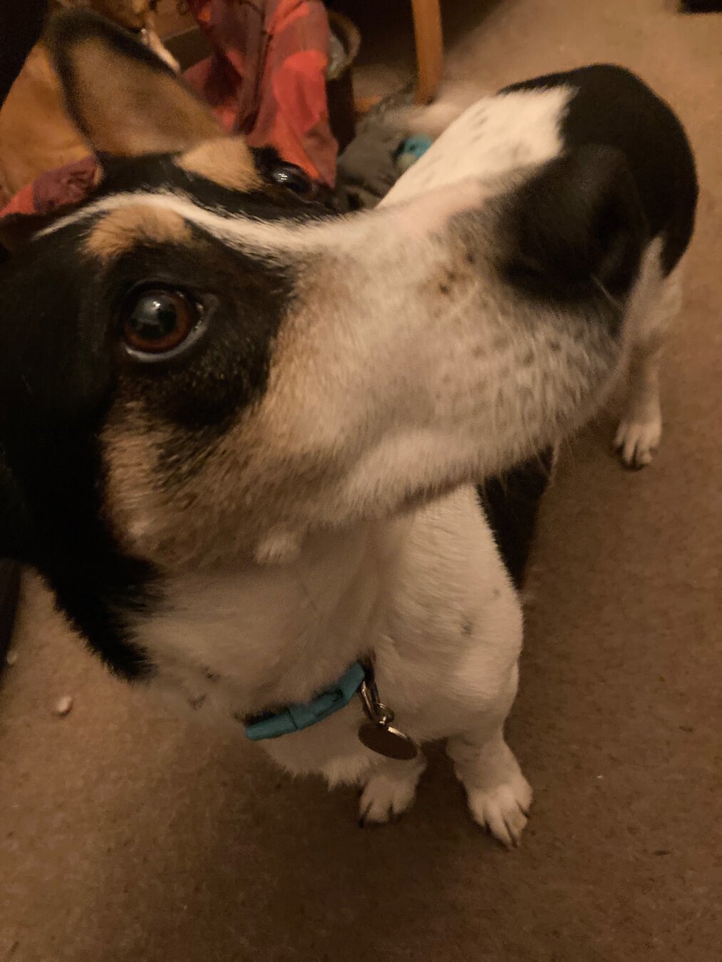 a dog looking pleadingly towards the camera. most of the photo is her nose, tilted to the right