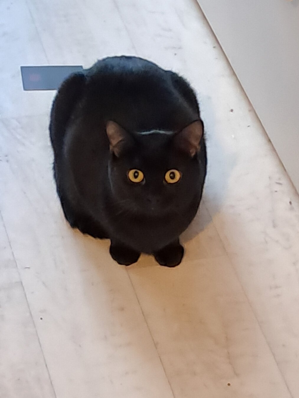 Cere the cat sitting on the floor and not looking very intelligent.