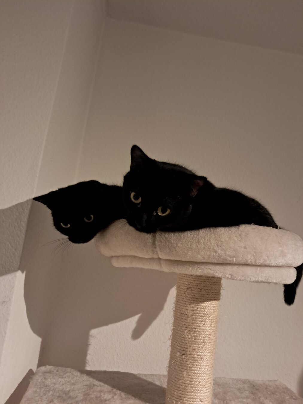 Cere the cat and Ophelia the cat cuddling on their cat tree.
