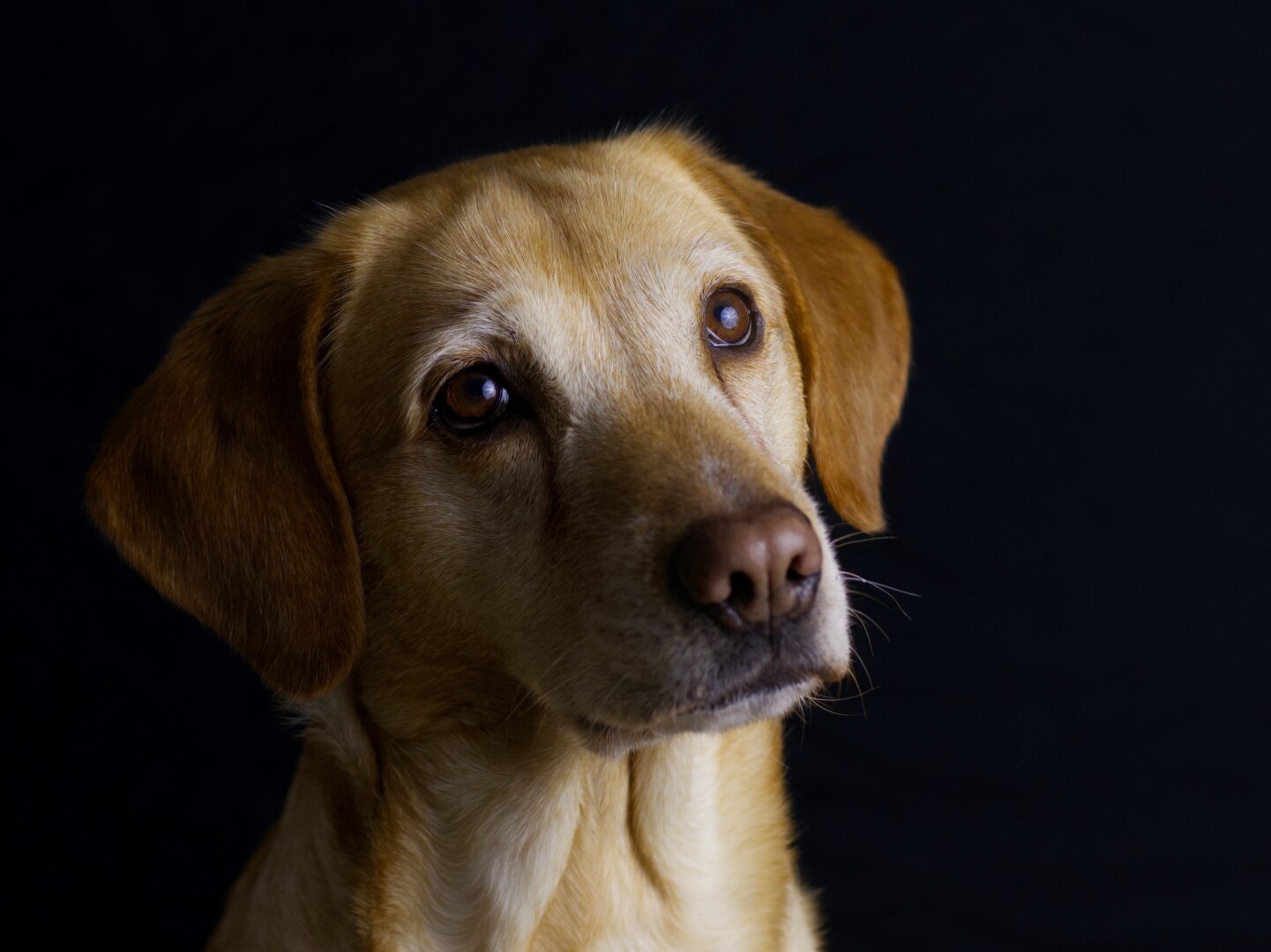 Yellow labrador with a black background