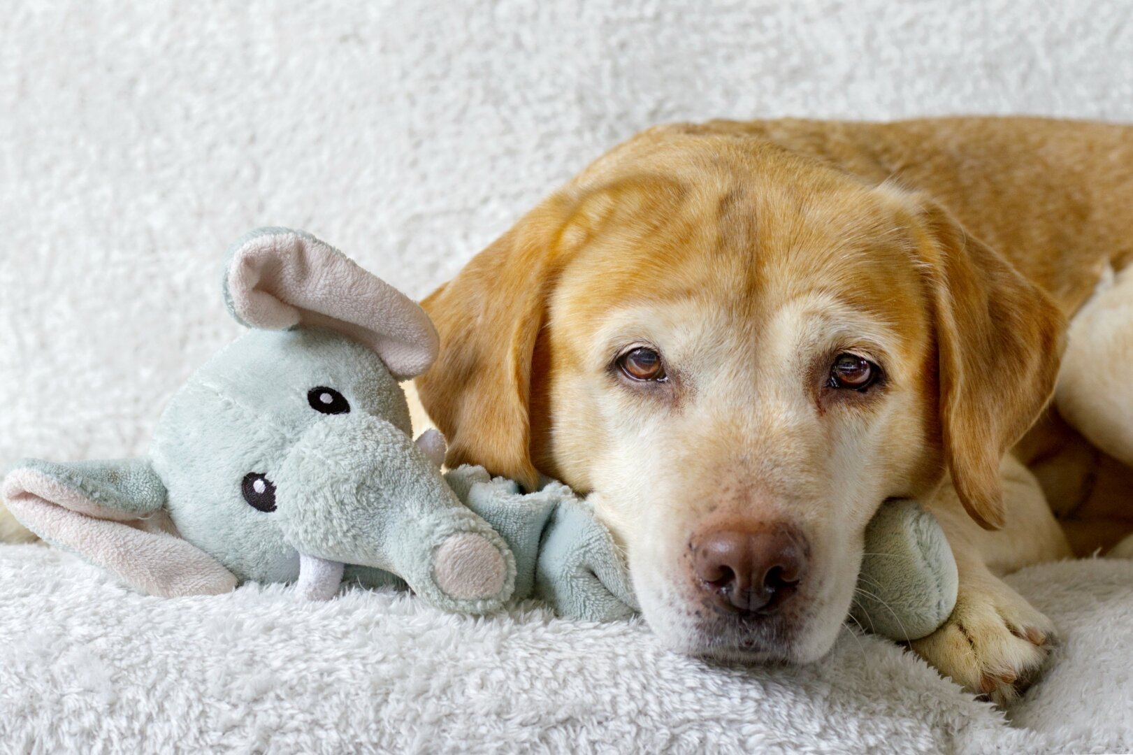 Yellow labrador on a white blanket and a lightblue elephant next to her