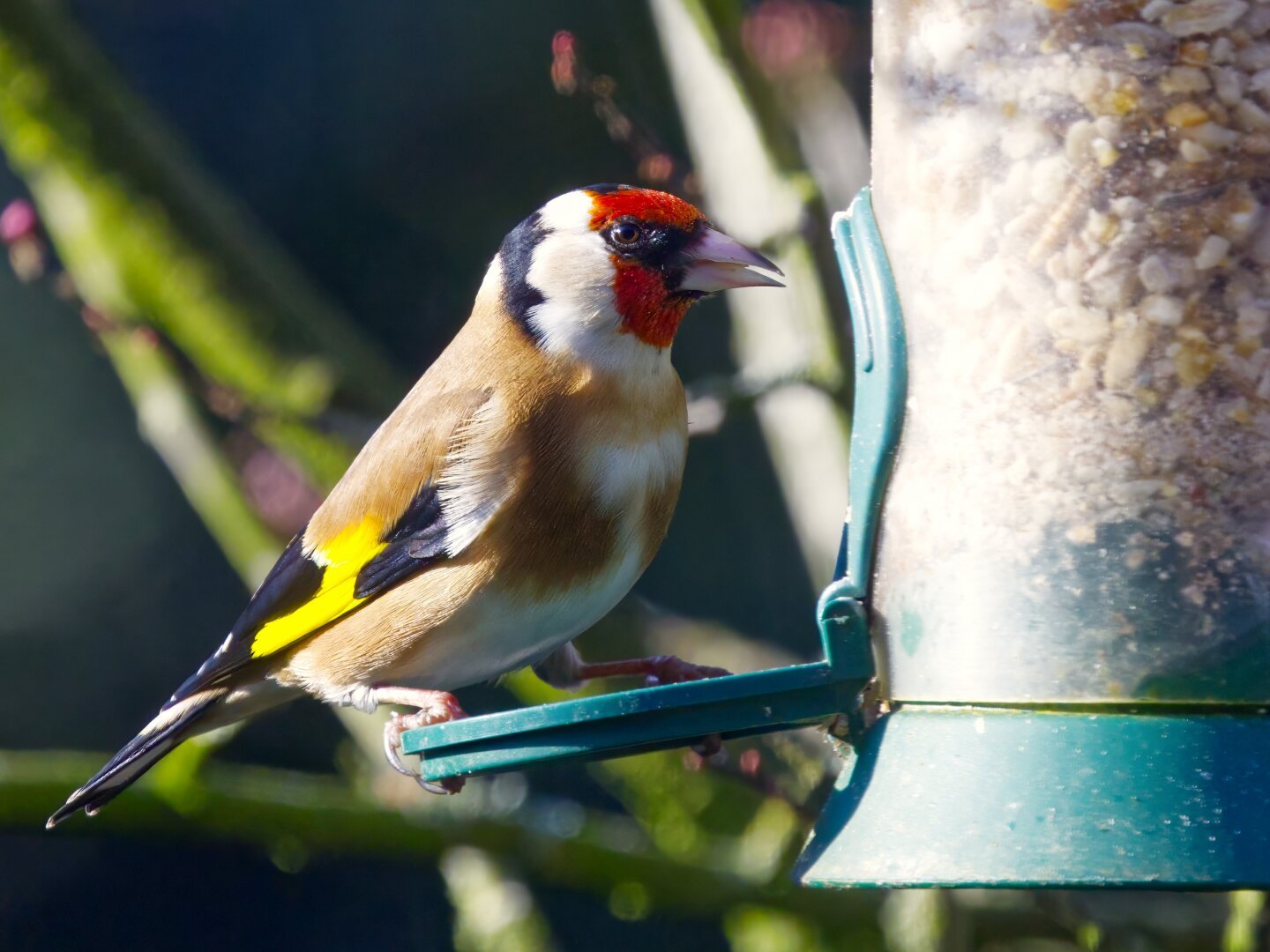 Bird with beige and yellow and red head is sitting on a birdfeeder