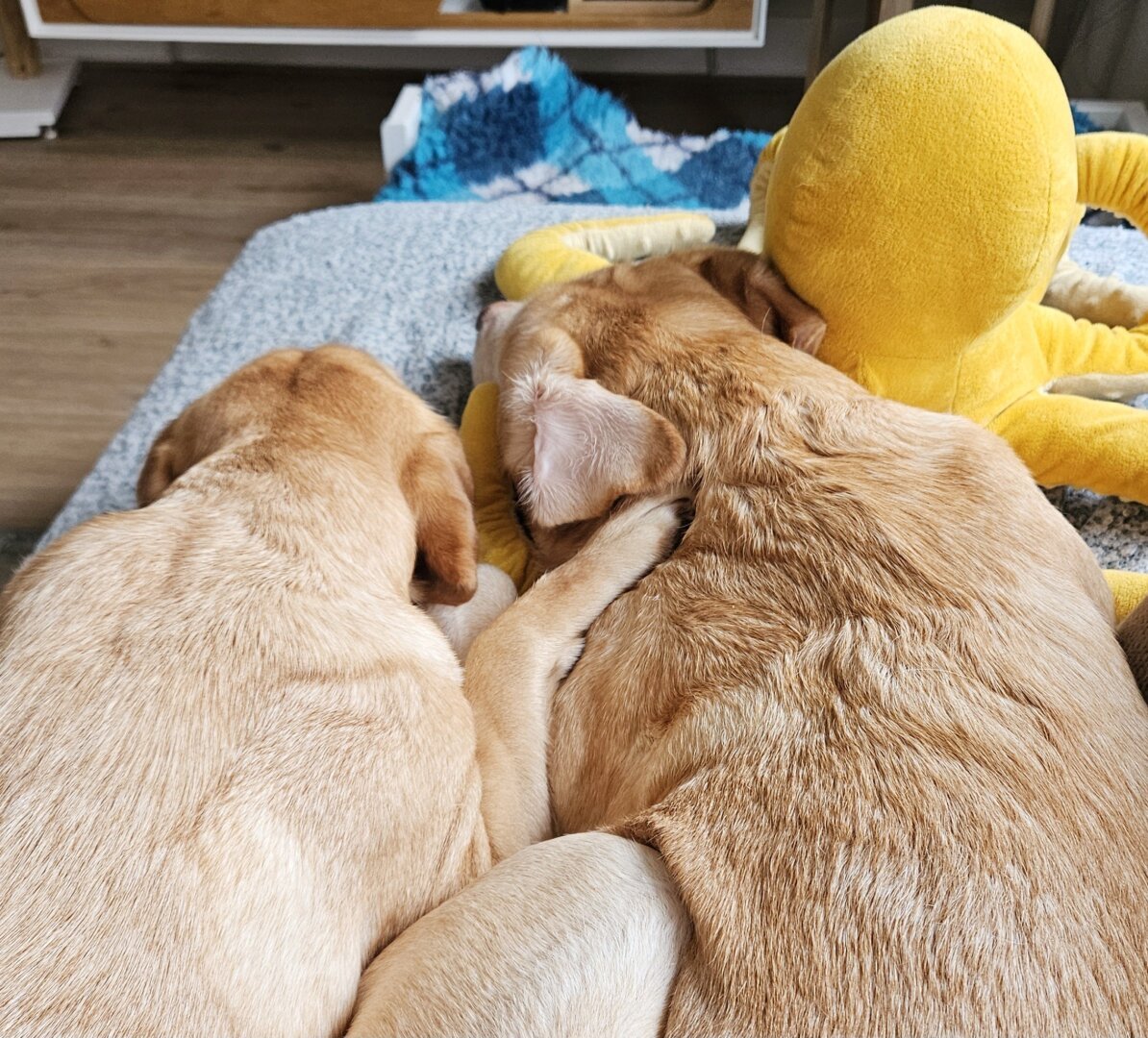 Two yellow Labradors are lying next to each other, with a big yellow octopus near