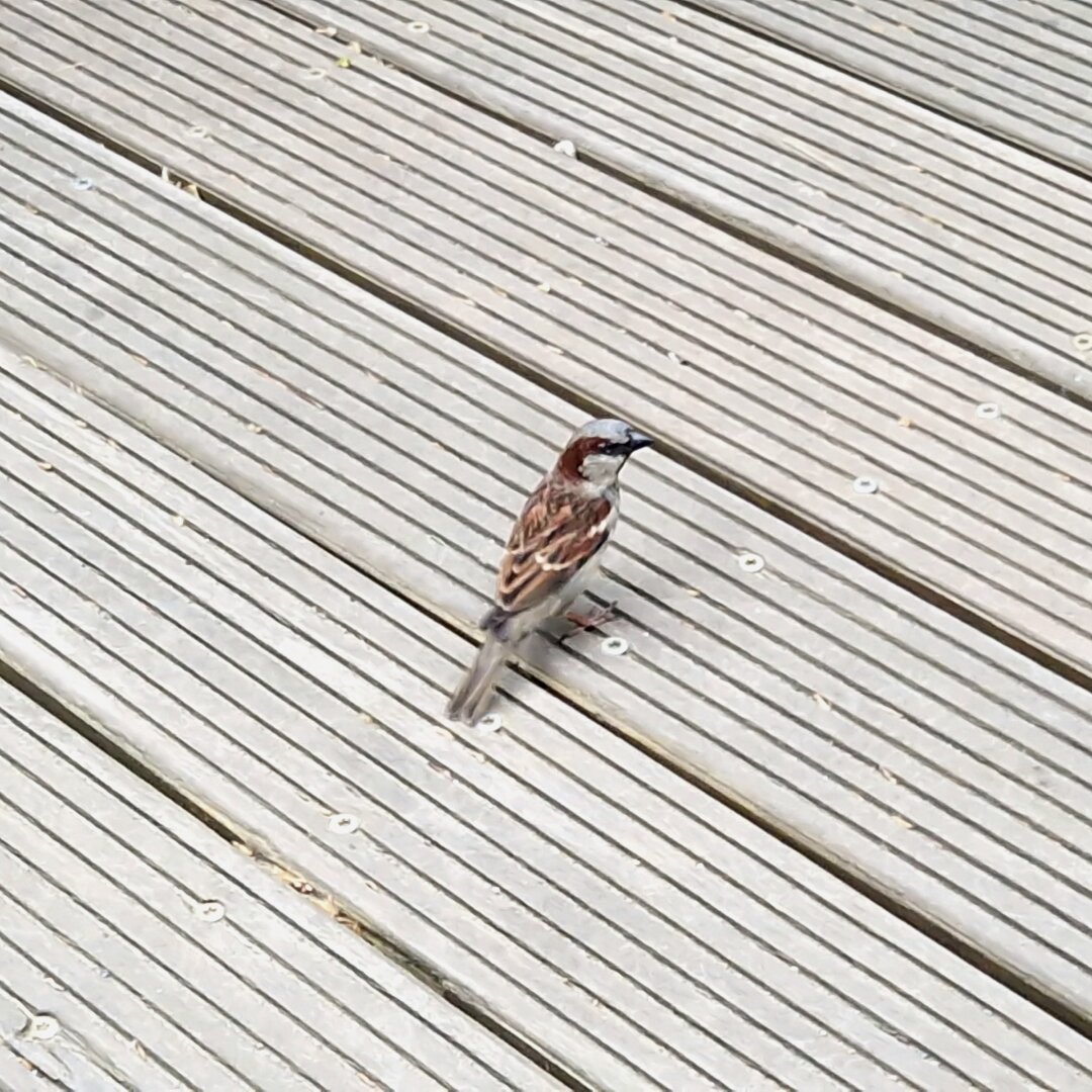 Sparrow standing on a wooden floor.