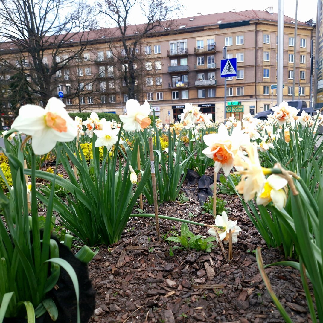 A bunch of daffodils on the foreground and buildings in the background.
