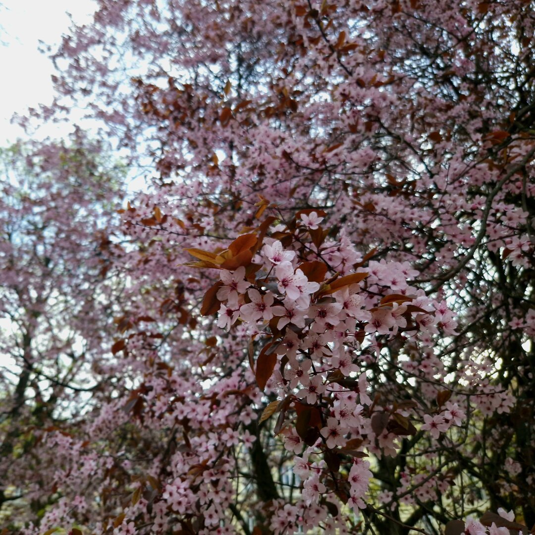 Closeup of a tree branch with orange leaves and pink flowers. It's probably some kind of a cherry tree.