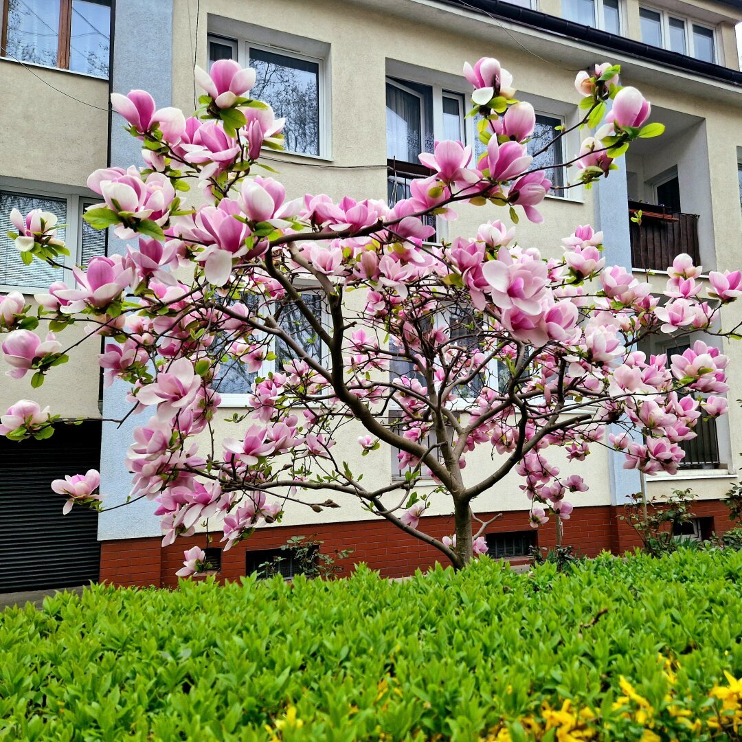 A small flowering magnolia tree with pink flowers.