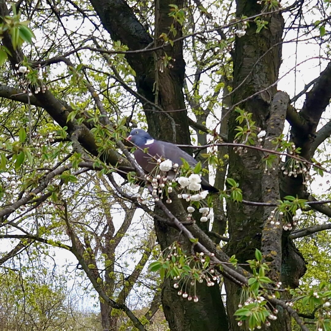 Photo of a pigeon sitting on a tree branch and eating some white flowers.