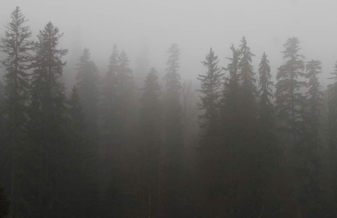 Fotografía realizada en los Montes Cárpatos, en Rumanía. Es un bosque en el que se ve infinitud de árboles invadidos por la niebla, por lo que se aprecia la profundidad. Los árboles parece que se funden con el cielo gris.