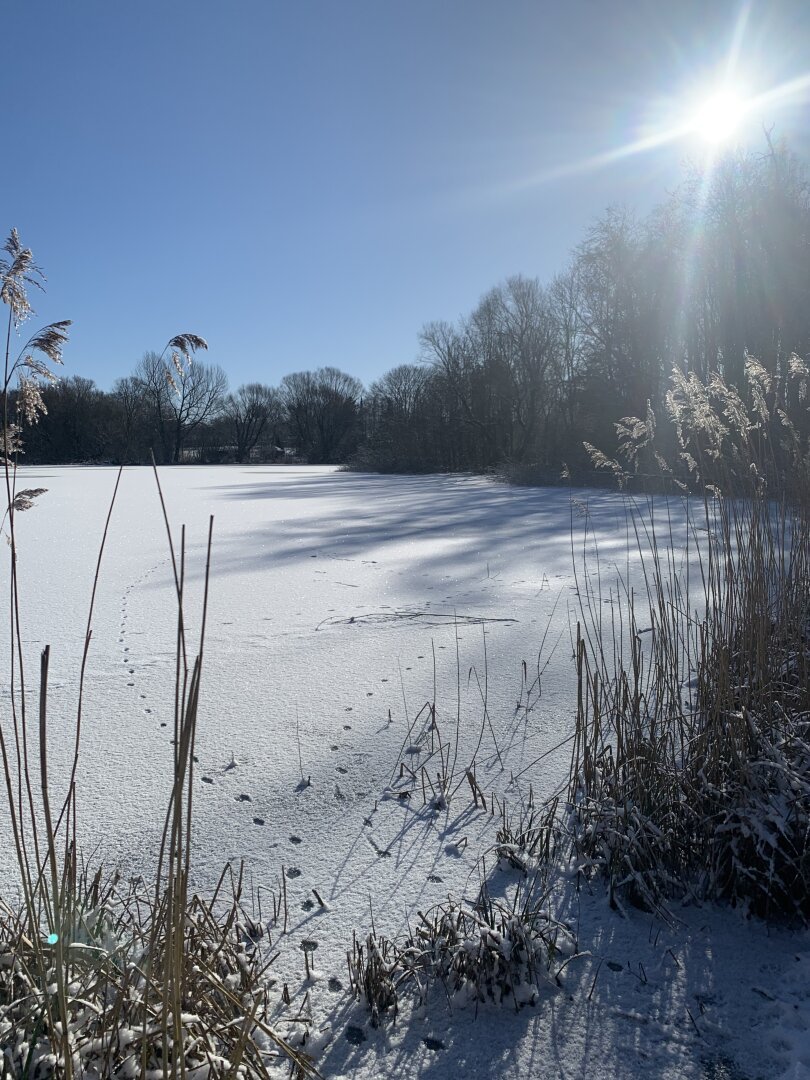 En frossen mose med tyndt snelag og spor fra dyr der har gået på isen, blå himmel, klar skinnende sol til højre i billedet så de nøgne træer til højre i billedet kaster fine mønstre af blå skygger på mosens let snedækkede overflade. Lidt sivgræs tror jeg, ses i forgrunden, ved mosens bred.