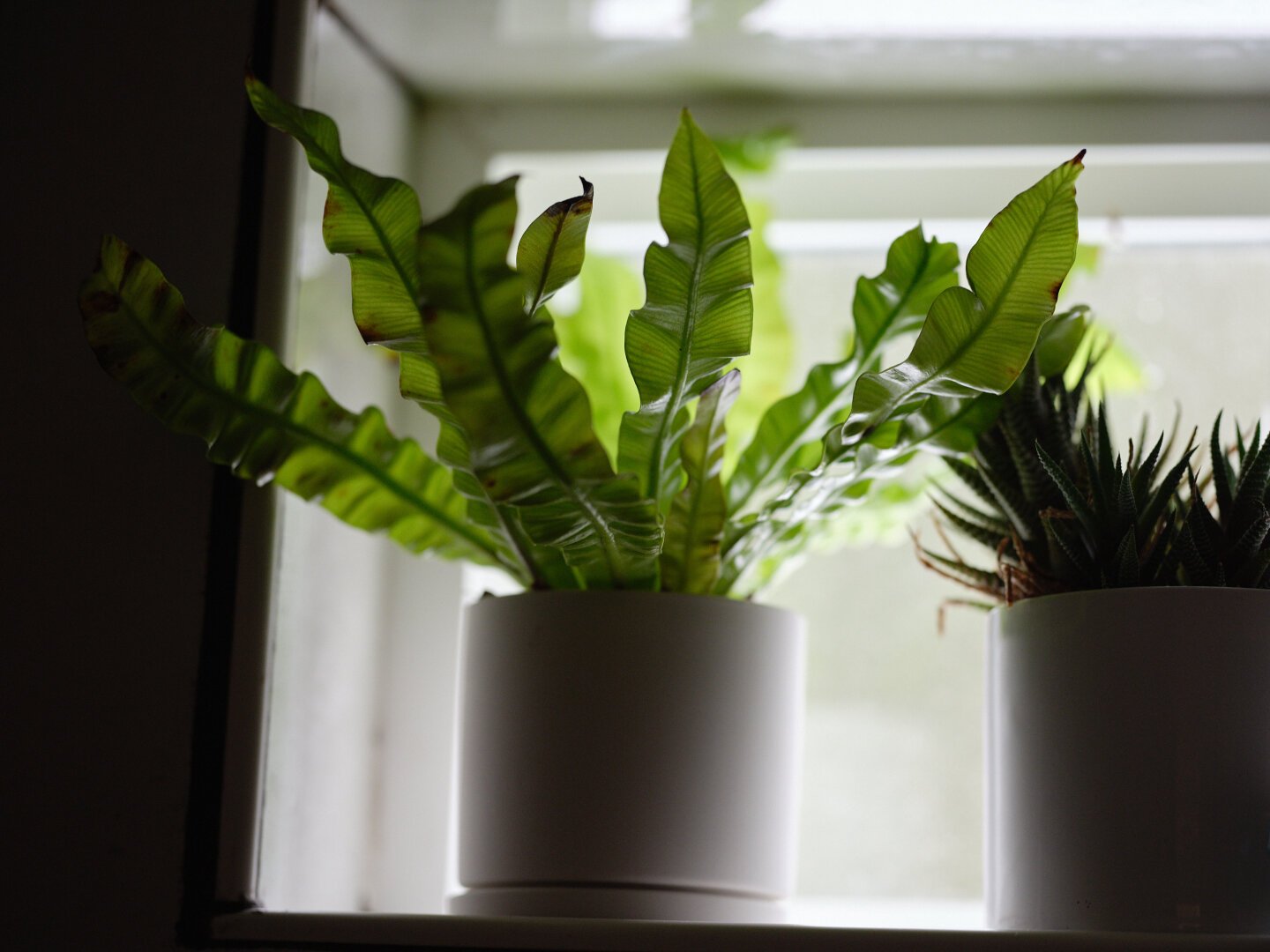 Plant in recessed window backlit.