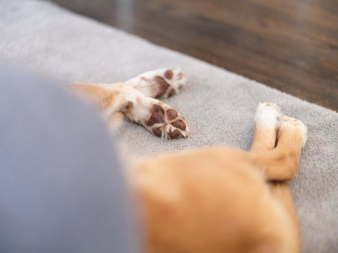 A retriever's paws on a rug with the body of the dog obscured by a grey out of focus object.