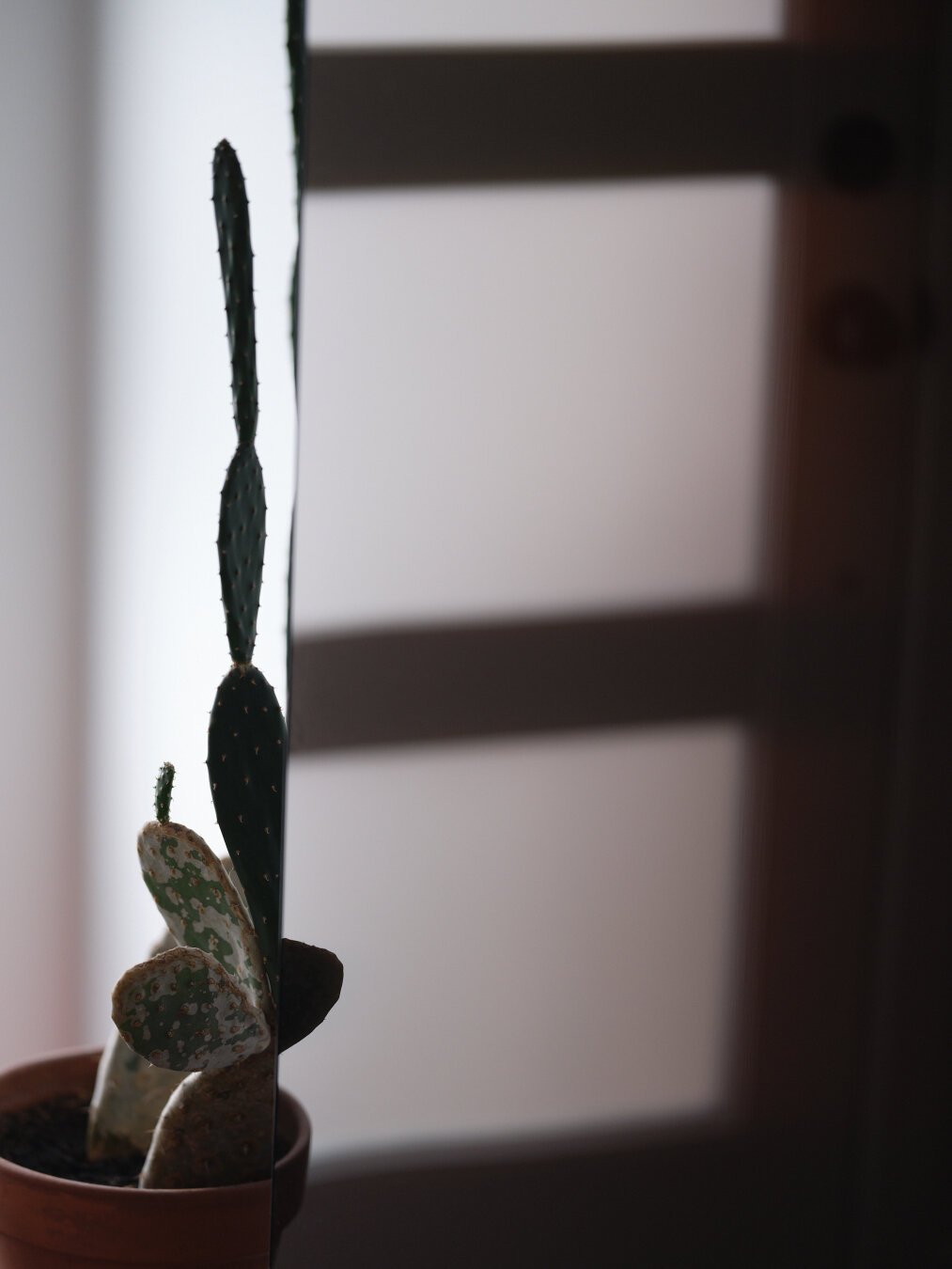 An abstract photo of a cactus next to a reflective surface.