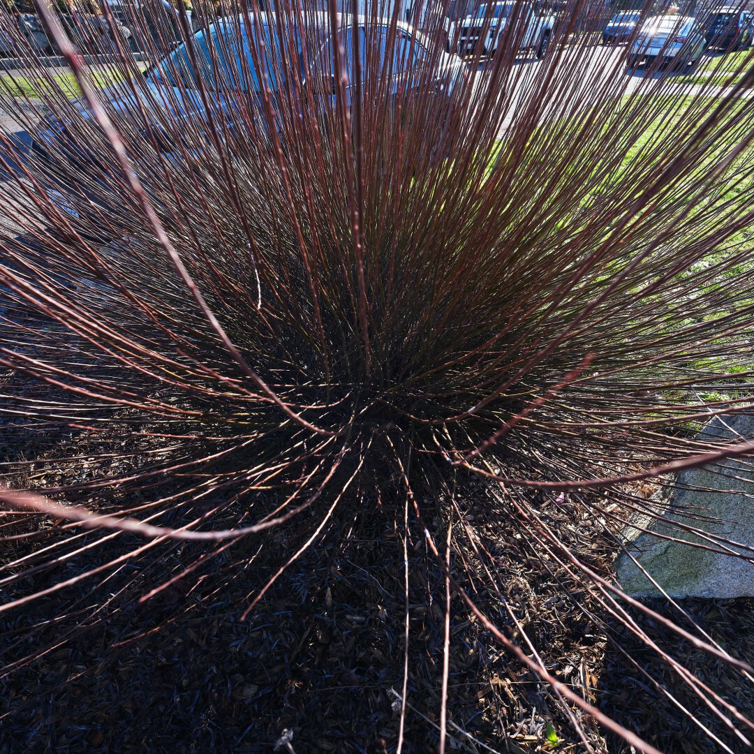 A giant plant in front of a yard with a large number of massive thin spikey branches that cover the entire photograph, giving the appearance that it is a black hole. Cars and the street can be seen in the background.