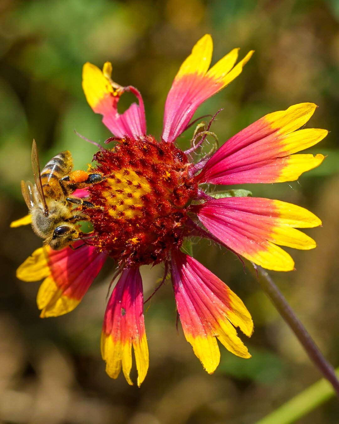A wildflower with a bee on it.