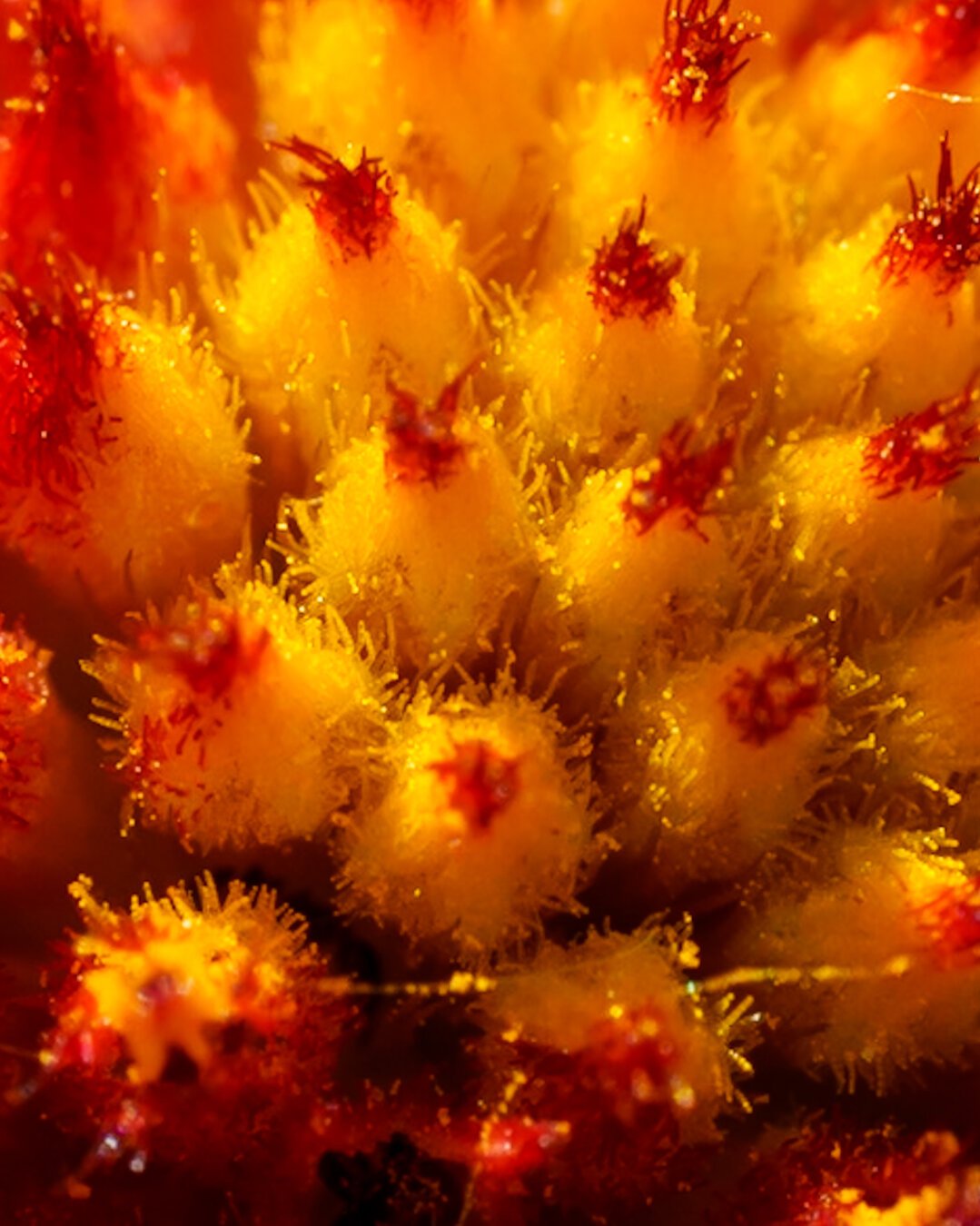 Fuzzy center of a flower.