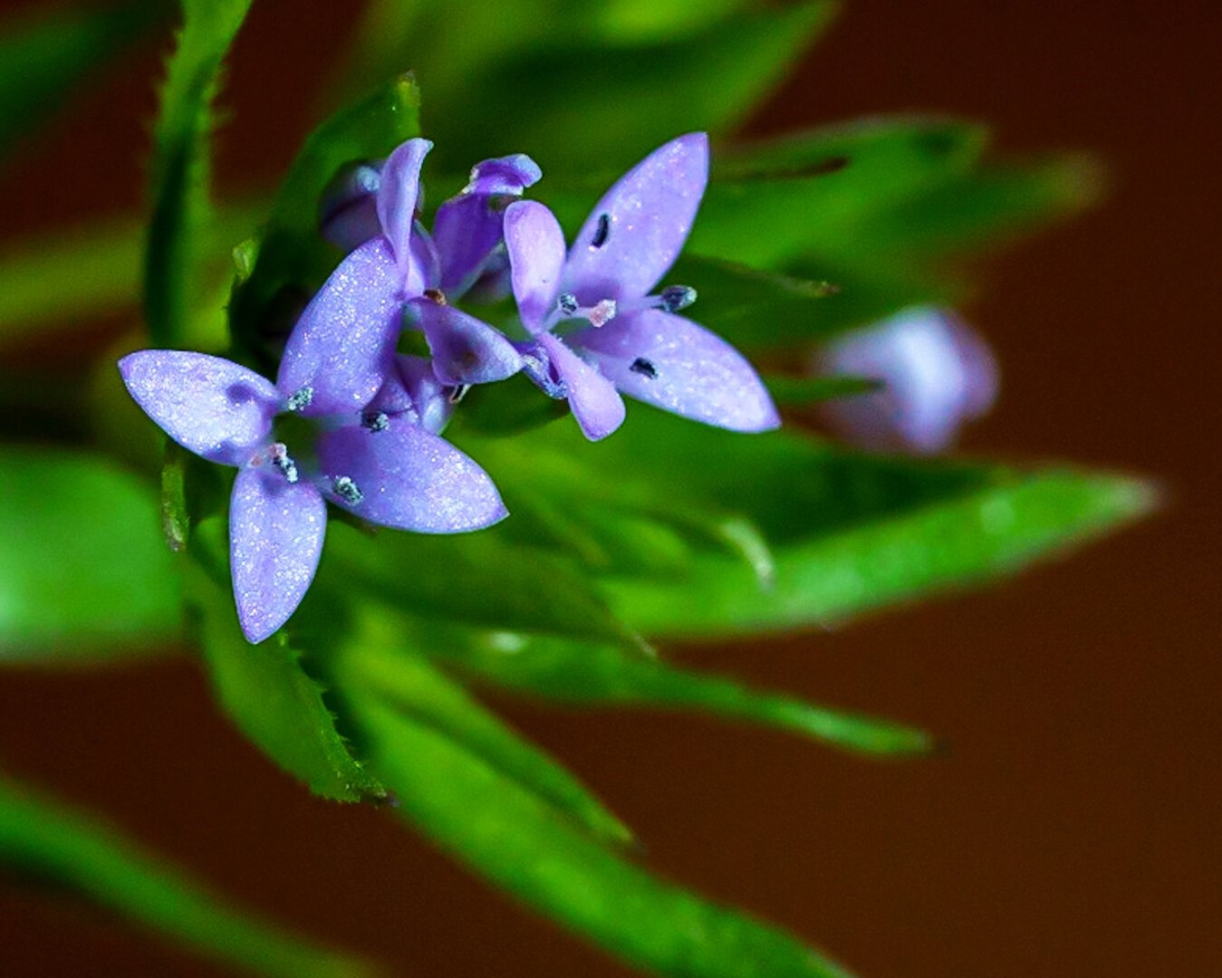 Small purple flowers with green leaves out of focus.