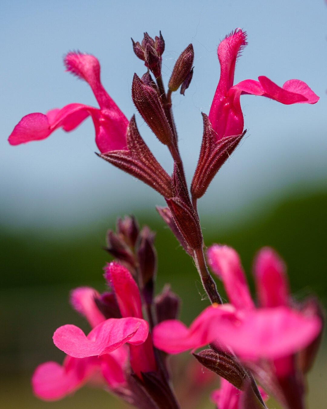 A close up of a pink wild flower